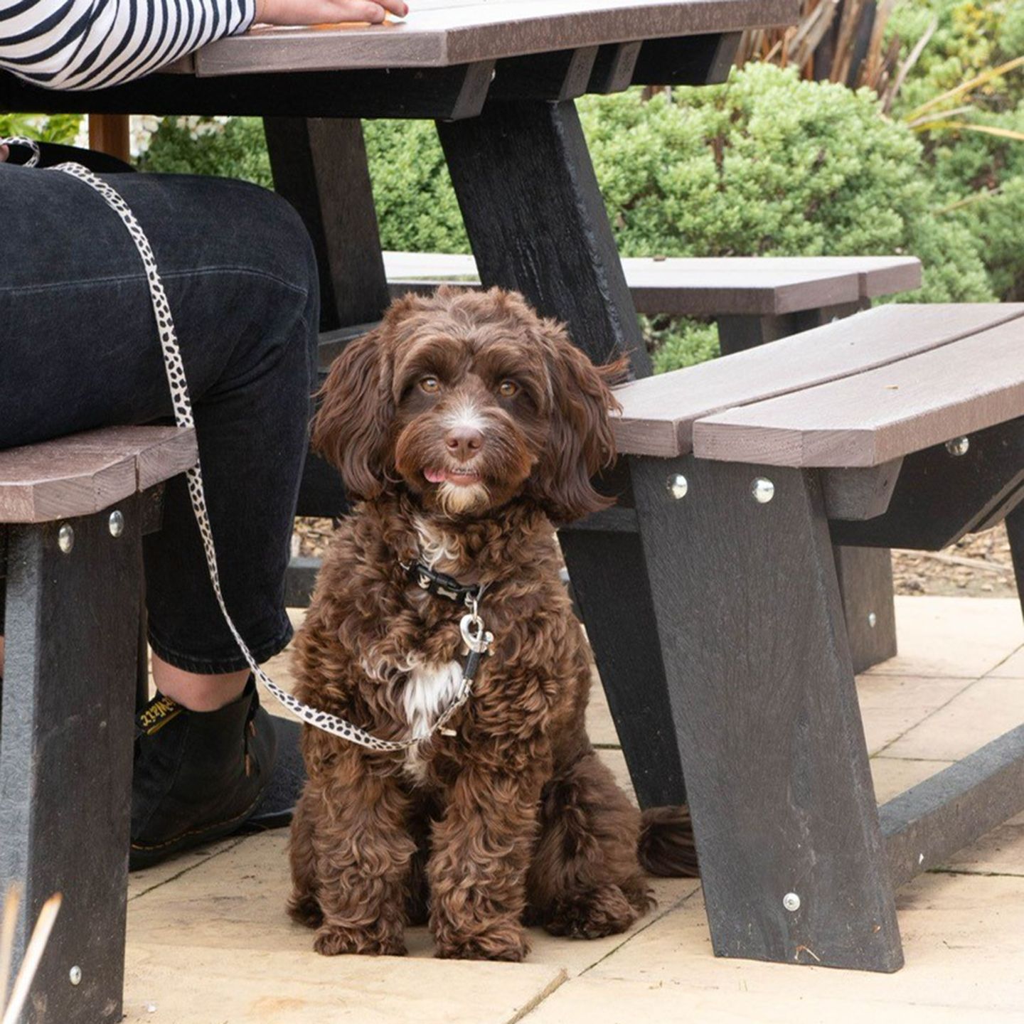 Your local dog friendly pub in St Davids